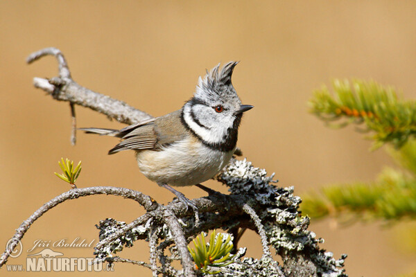 Haubenmeise (Lophophanes cristatus)