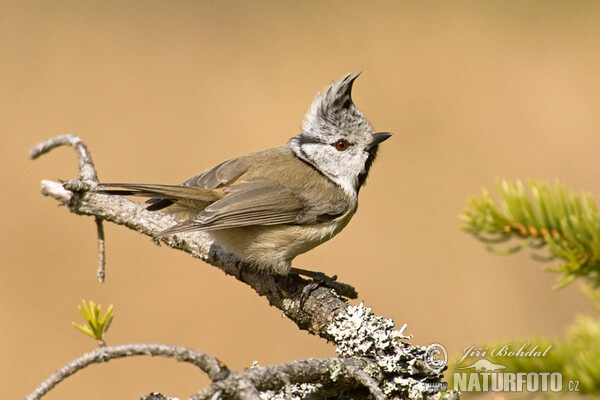 Haubenmeise (Lophophanes cristatus)