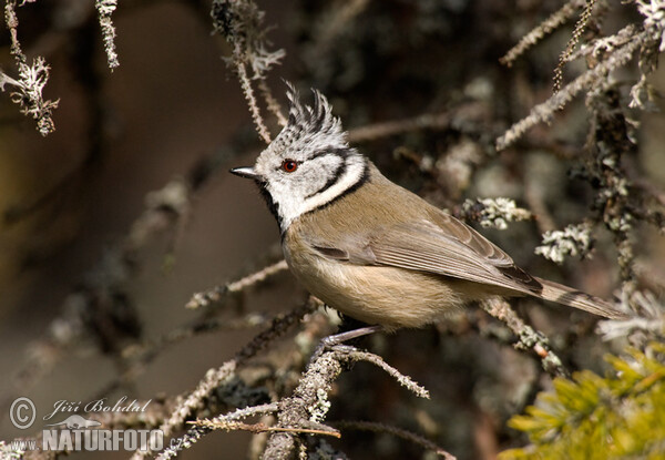 Haubenmeise (Lophophanes cristatus)