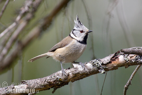 Haubenmeise (Lophophanes cristatus)