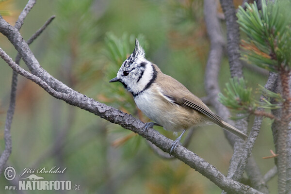 Haubenmeise (Lophophanes cristatus)