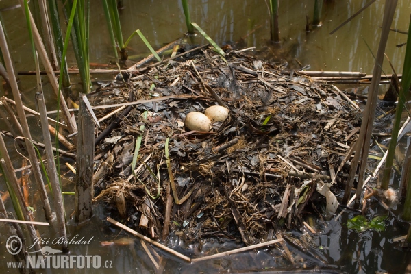 Haubentaucher (Podiceps cristatus)