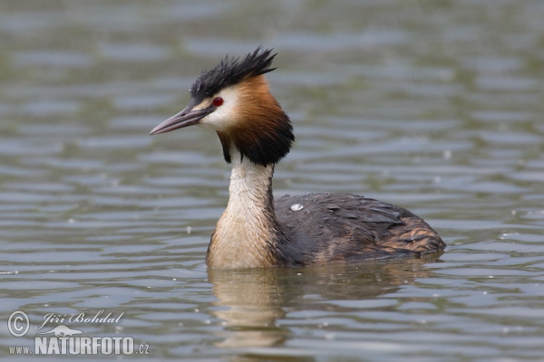 Haubentaucher (Podiceps cristatus)