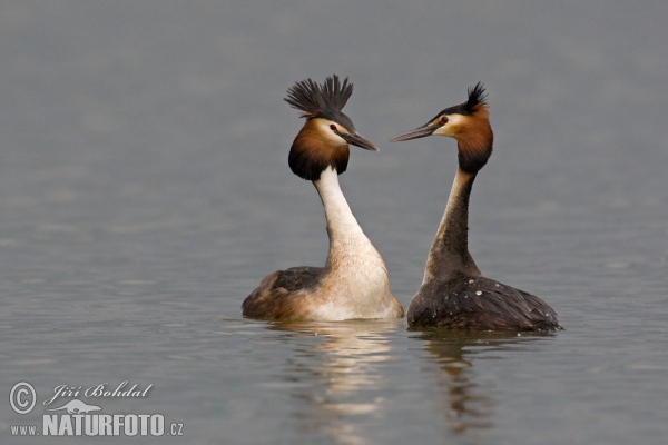 Haubentaucher (Podiceps cristatus)