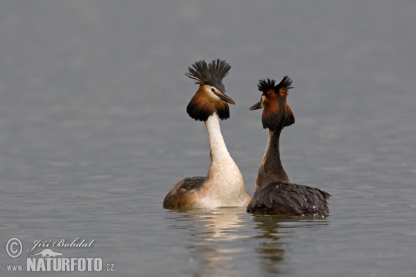 Haubentaucher (Podiceps cristatus)