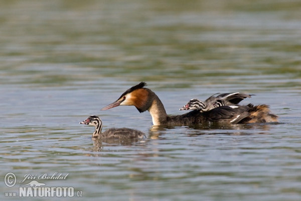 Haubentaucher (Podiceps cristatus)