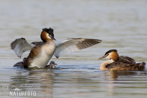 Haubentaucher (Podiceps cristatus)