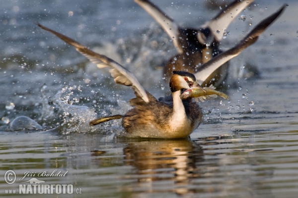 Haubentaucher (Podiceps cristatus)