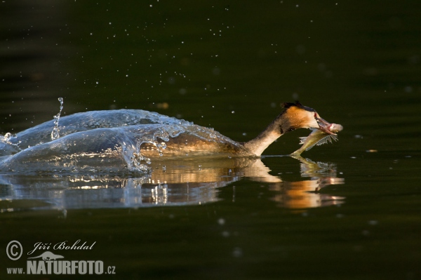 Haubentaucher (Podiceps cristatus)