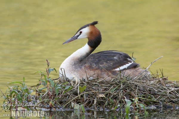 Haubentaucher (Podiceps cristatus)