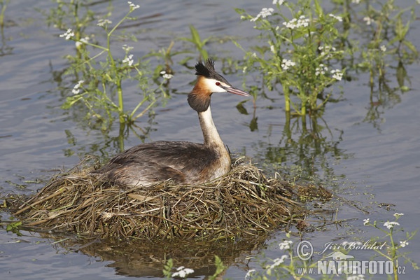 Haubentaucher (Podiceps cristatus)