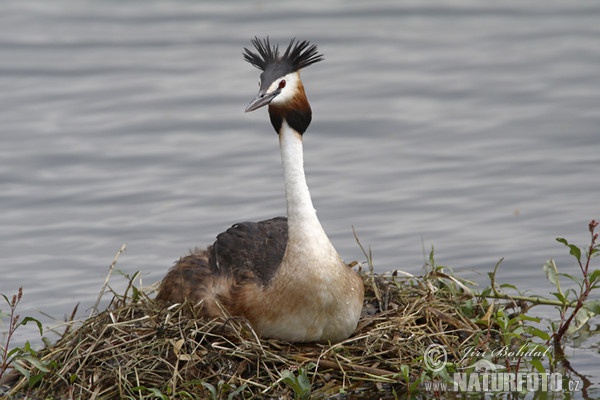 Haubentaucher (Podiceps cristatus)