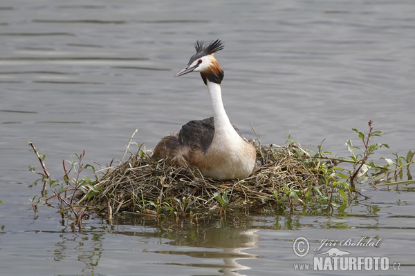 Haubentaucher (Podiceps cristatus)