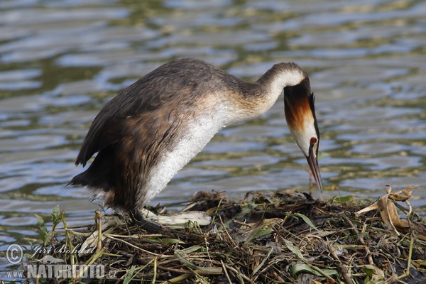 Haubentaucher (Podiceps cristatus)