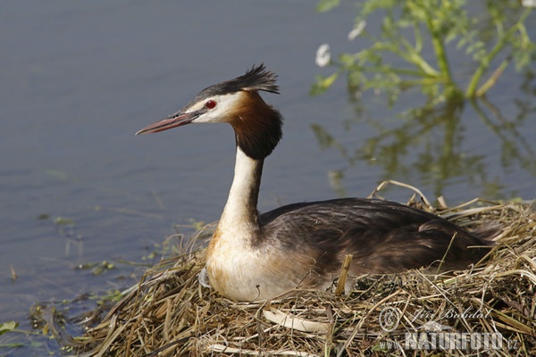 Haubentaucher (Podiceps cristatus)