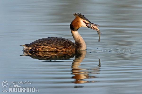 Haubentaucher (Podiceps cristatus)