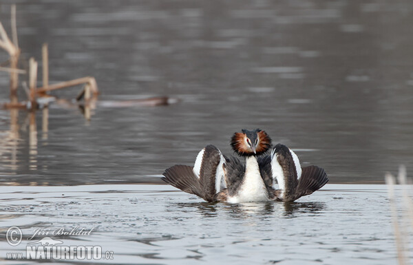 Haubentaucher (Podiceps cristatus)