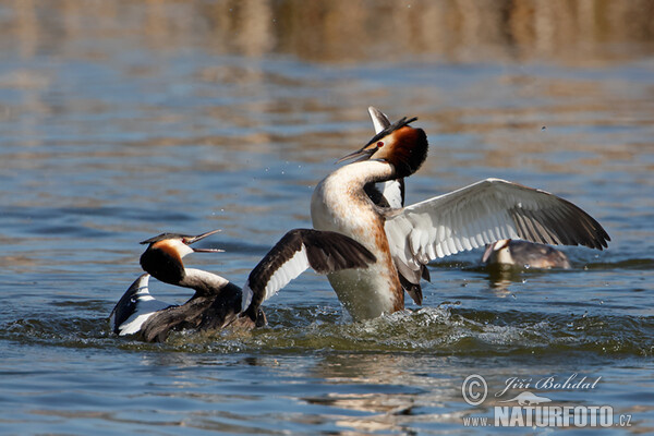 Haubentaucher (Podiceps cristatus)