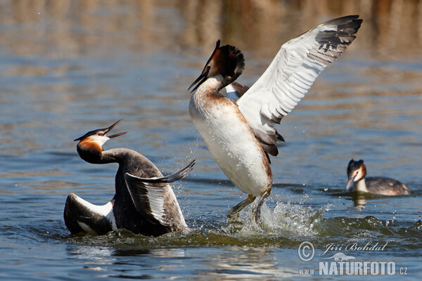 Haubentaucher (Podiceps cristatus)