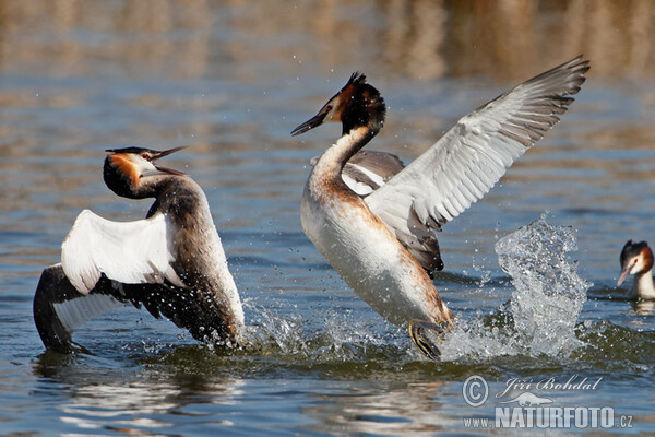 Haubentaucher (Podiceps cristatus)