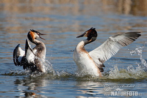 Haubentaucher (Podiceps cristatus)