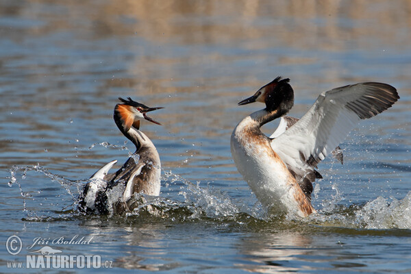 Haubentaucher (Podiceps cristatus)