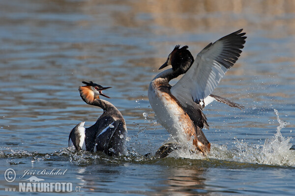 Haubentaucher (Podiceps cristatus)