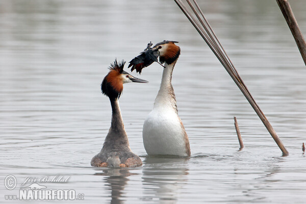 Haubentaucher (Podiceps cristatus)