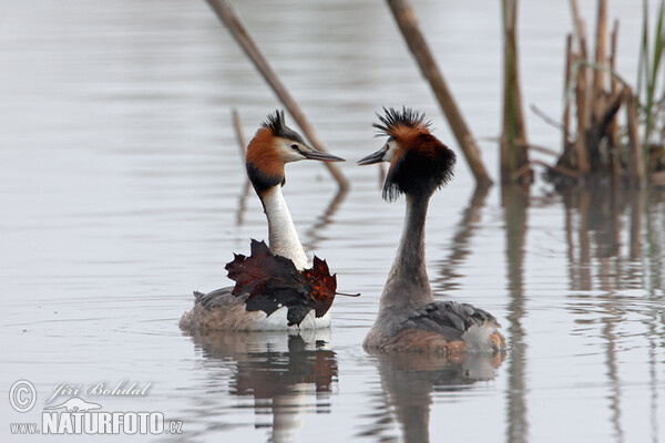 Haubentaucher (Podiceps cristatus)