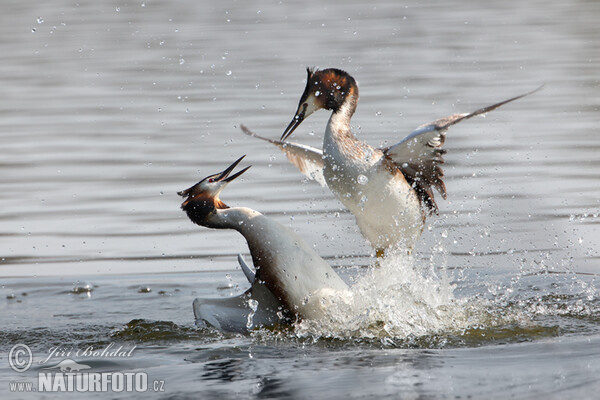 Haubentaucher (Podiceps cristatus)