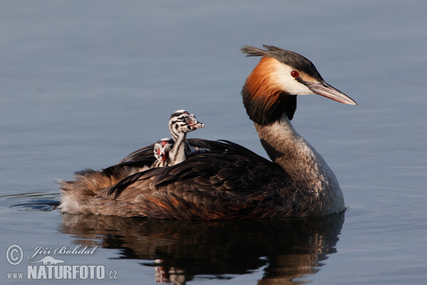 Haubentaucher (Podiceps cristatus)