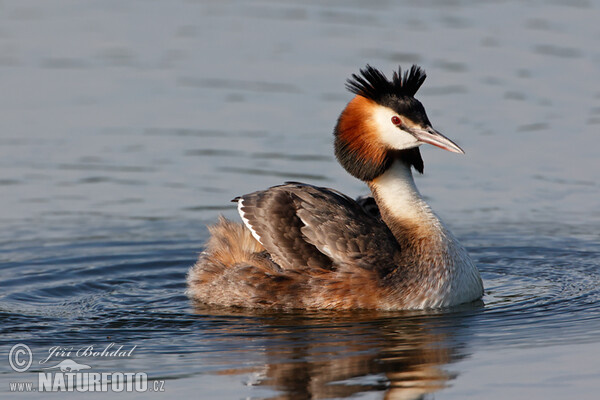 Haubentaucher (Podiceps cristatus)