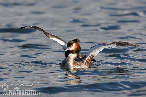 Haubentaucher (Podiceps cristatus)