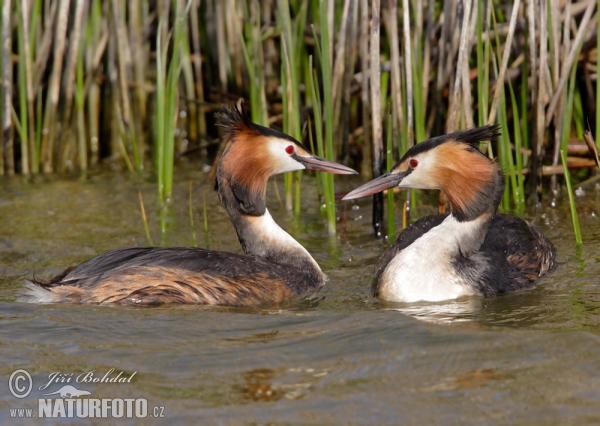 Haubentaucher (Podiceps cristatus)