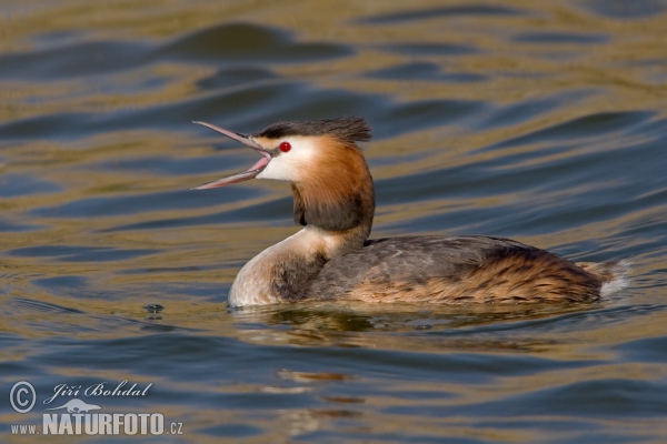 Haubentaucher (Podiceps cristatus)