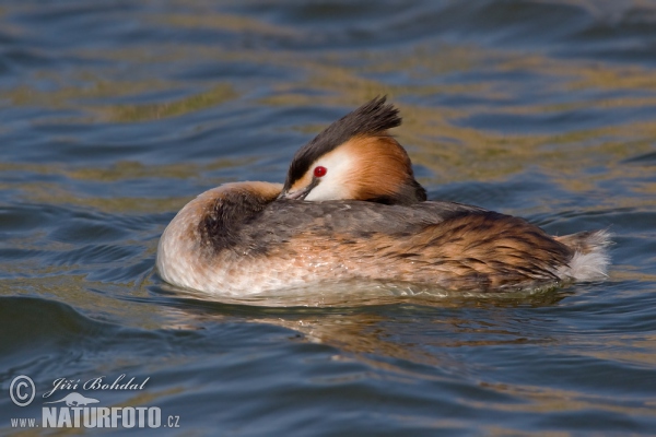 Haubentaucher (Podiceps cristatus)