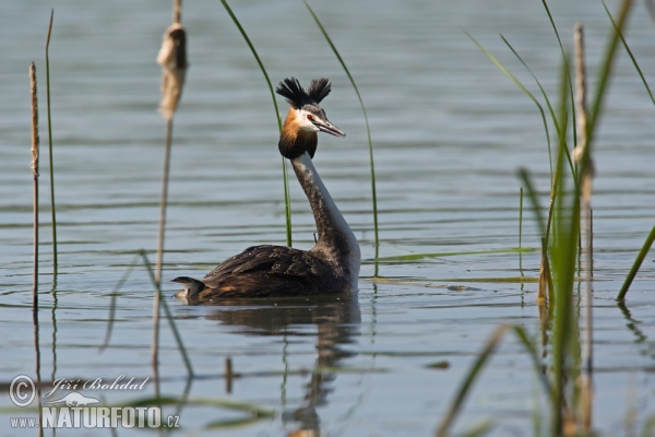 Haubentaucher (Podiceps cristatus)