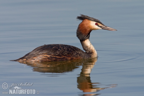 Haubentaucher (Podiceps cristatus)