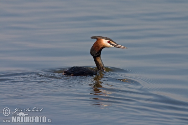 Haubentaucher (Podiceps cristatus)