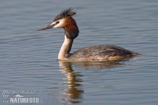 Haubentaucher (Podiceps cristatus)