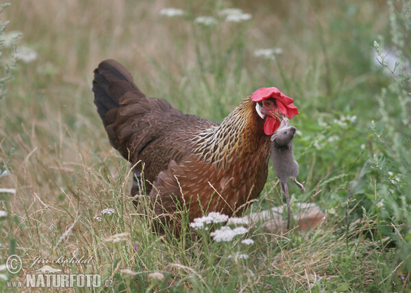 Haushuhn (Gallus domesticus)