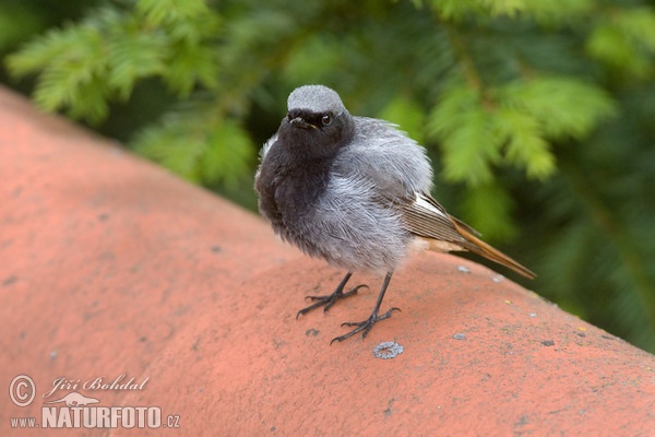 Hausrotschwanz (Phoenicurus ochruros)