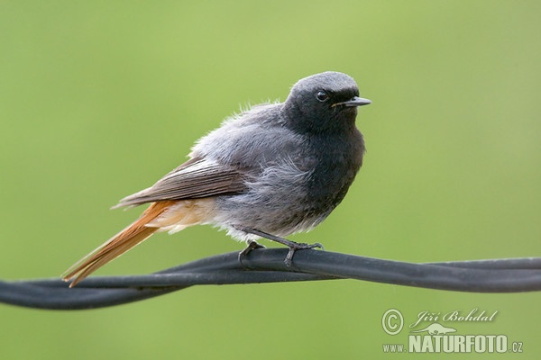 Hausrotschwanz (Phoenicurus ochruros)