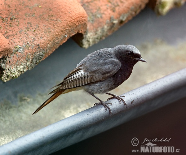 Hausrotschwanz (Phoenicurus ochruros)