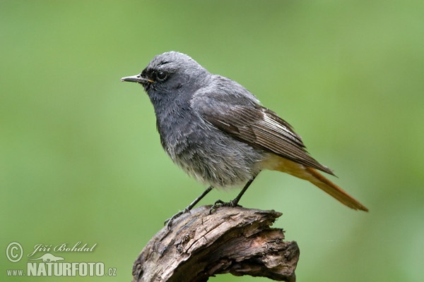 Hausrotschwanz (Phoenicurus ochruros)