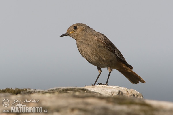 Hausrotschwanz (Phoenicurus ochruros)