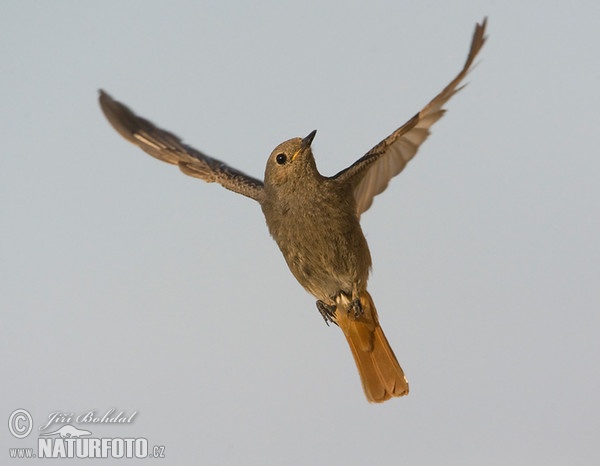 Hausrotschwanz (Phoenicurus ochruros)