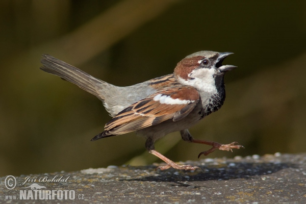 Haussperling (Passer domesticus)