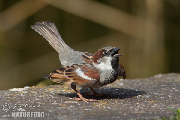 Haussperling (Passer domesticus)