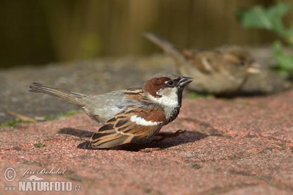 Haussperling (Passer domesticus)